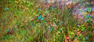Butterfly Field