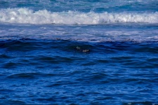 Sea Lion In Ocean