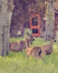 Group Of Deer