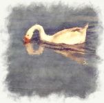 Swan Swimming