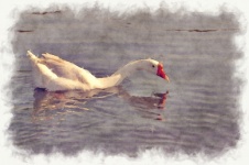 Swan Swimming