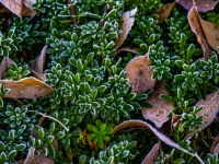 Frost On Leaves Of Succulent