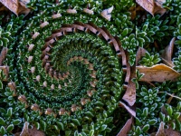 Green Spiral Abstract Background 2