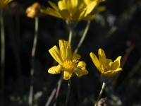 Closeup Yellow Daisy Flower