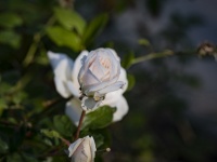 White Rose Bud Closeup