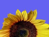 Sunflower Half With Copy Space