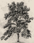 Vintage Tree Drawing