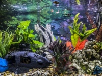 Community Aquarium Baby Fish