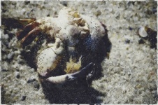 Crab On Sand