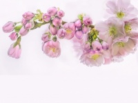 Cherry Blossom Tree Spring Easter