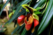 Lady Slipper Orchid Inthanon National