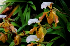 Lady Slipper Orchid Inthanon National