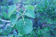 Large Leaved Rock Fig Leaves