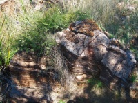 Layered Textured Rock & Grass