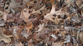 Leaves On A Forest Floor