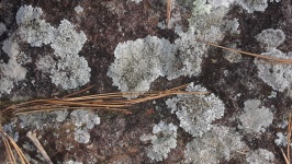 Lichen Covered Rock