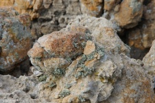 Light Green Lichen Growth On Rock