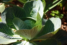 Light On Outer Leaves Of Cabbage