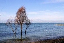 Lonely Tree In Lake Water