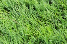 Long Green Grass Background