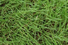 Long Uncut Green Grass Background