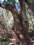 Mangled Deformed Trunk Of Tree