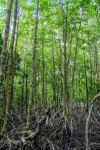 Mangrove Forest, Trat , Thailand