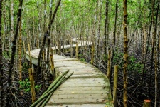 Mangrove Forest, Trat , Thailand