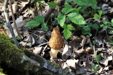 Morel Mushroom In Leaves