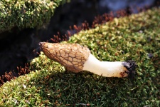 Morel Mushroom On Moss