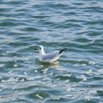 Laughing Seagull