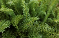 Mugwort Plant Close-up Background