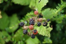 Blackberries And Brambles