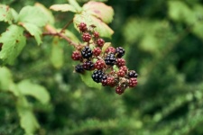 Blackberries On A Branch Of Bramble