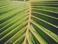 Natural Coconut Leaves