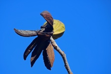 Open Brown Husk Remnant & Pecan Nut
