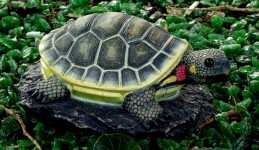 Ornamental Tortoise