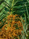 Palm Tree Dates
