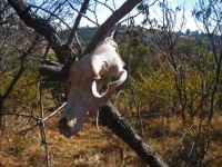 Partial Skull Of An Animal In Tree