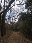 Path Under Bare Poplar Trees