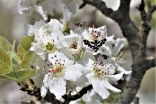 Pear Tree Blossoms And Moth