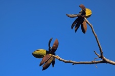 Pecan Nut Tree With Pecan Nuts
