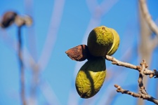 Pecan Nuts In Green Hull