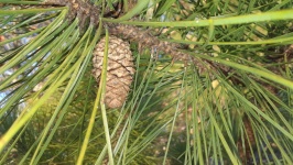 Pine Cone And Needles On Branch