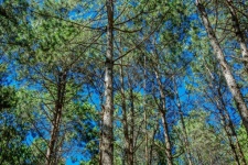 Pine Forest ,pang Oung ,mae Hong Son