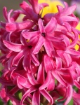 Pink Hyacinth And Dew Close-up