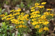 Prairie Ragwort Wildflowers 3