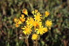 Prairie Ragwort Wildflowers And Dew