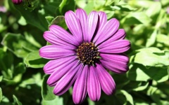 Purple African Daisy Close-up