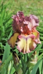 Purple And Yellow Bearded Iris